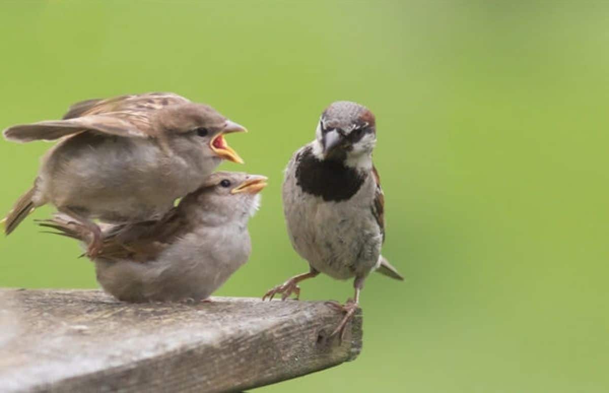 2 brown baby sparrows next to an adult brown black and white sparrow