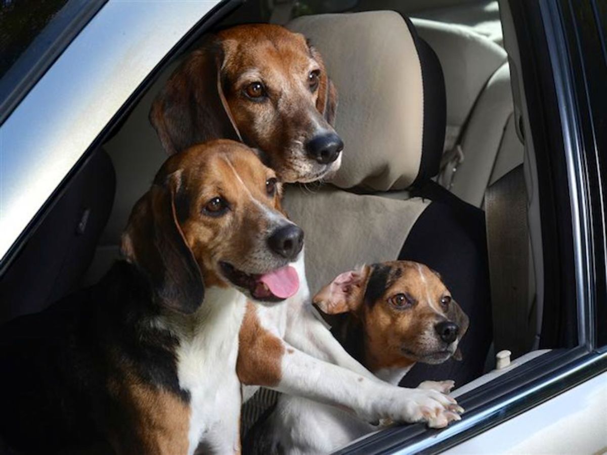 2 brown black and white adult beagles and 1 beagle puppy on a front car seat and looking out of the window