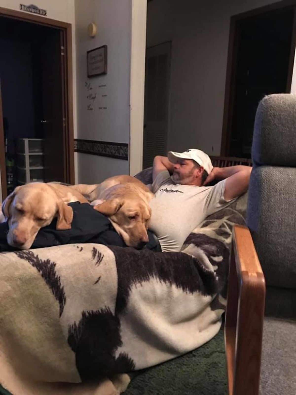 2 brown dog laying across a man's lap while he's sitting back on a chair