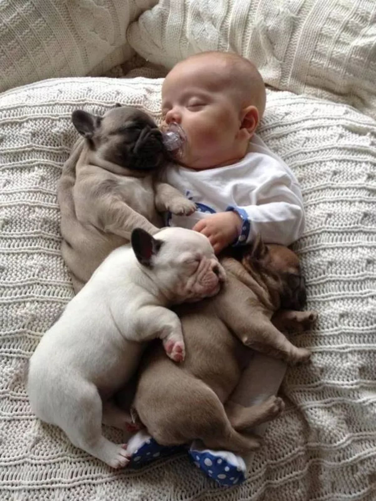 2 brown pugs and 1 white french bulldog sleeping cuddled with a sleeping baby