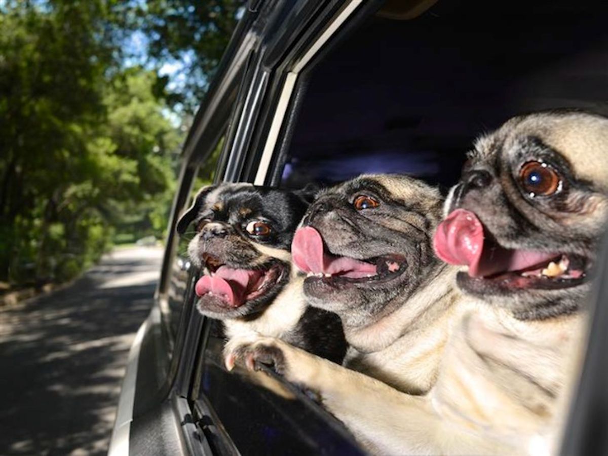2 brown pugs and a black and white french bulldog leaning out of a black car