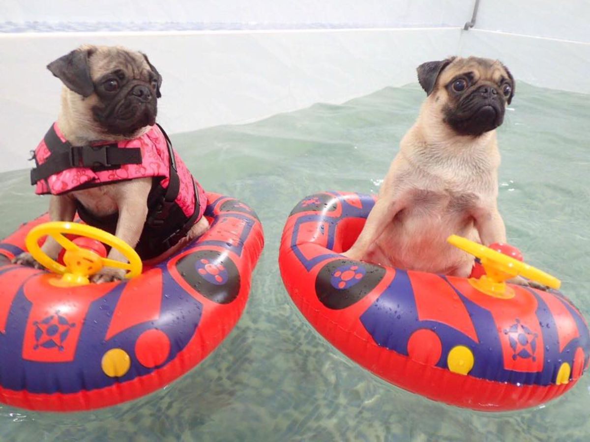 2 brown pugs sitting on pink and black pool floats in a pool