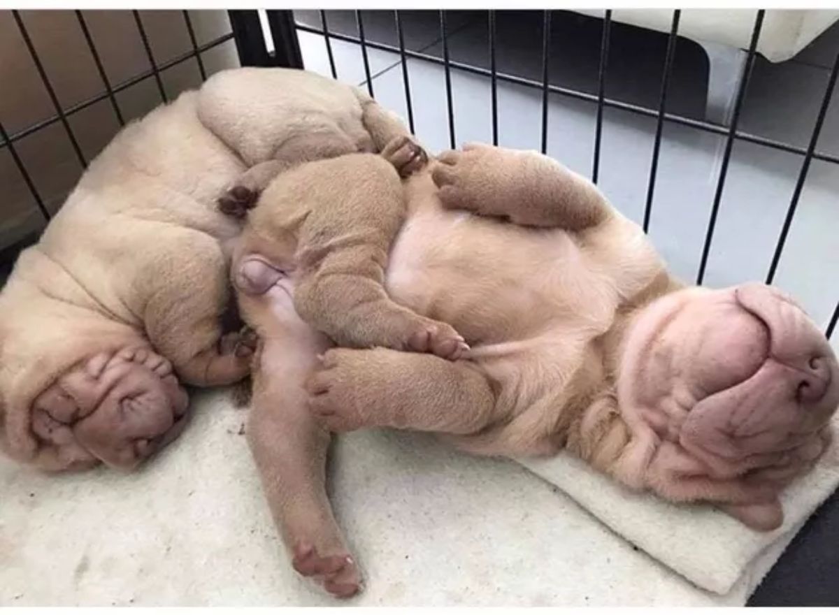 2 brown shar pei puppies sleeping cuddled together