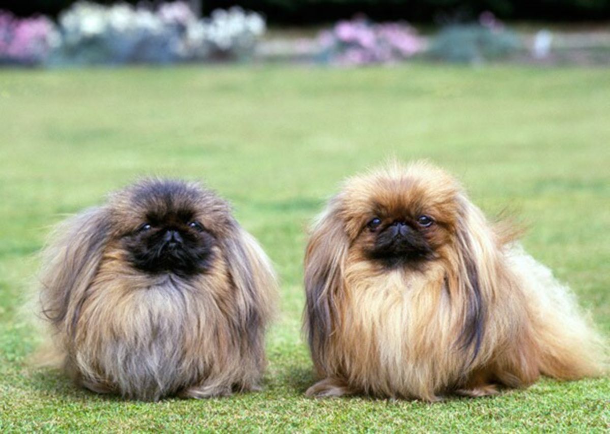 2 fluffy brown white and black pekingese sitting on grass