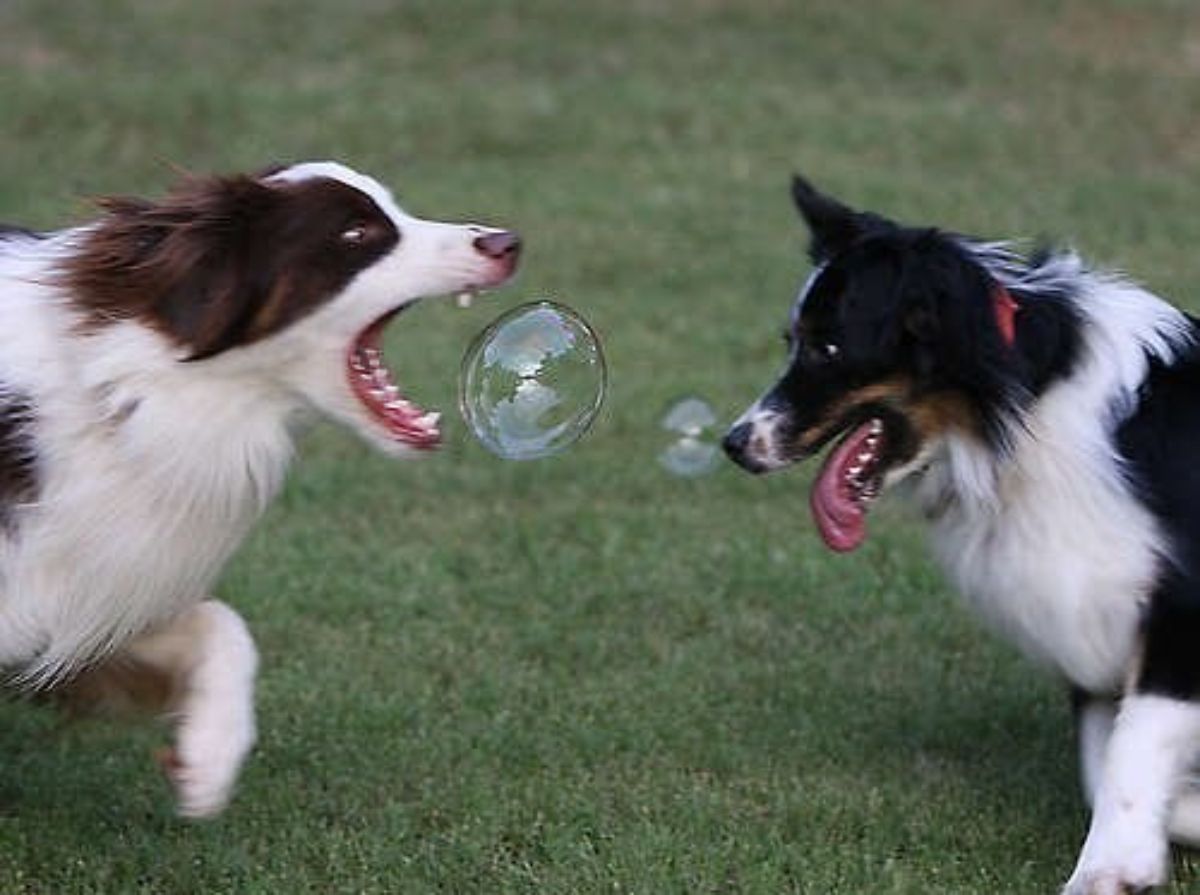 2 fluffy brown and white collies in a field with one of them trying to bite a large soap bubble