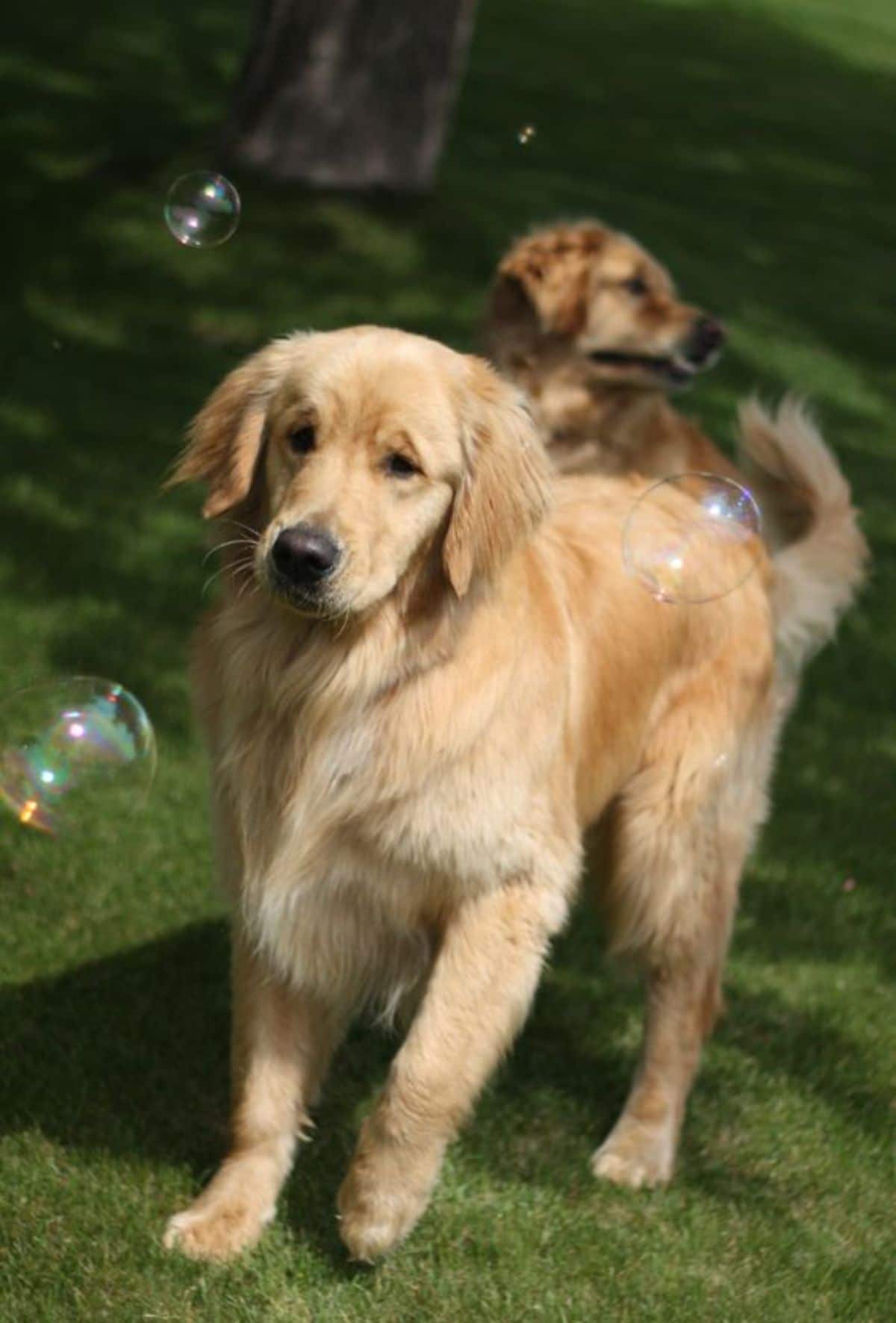 2 golden retrievers trying to catch bubbles