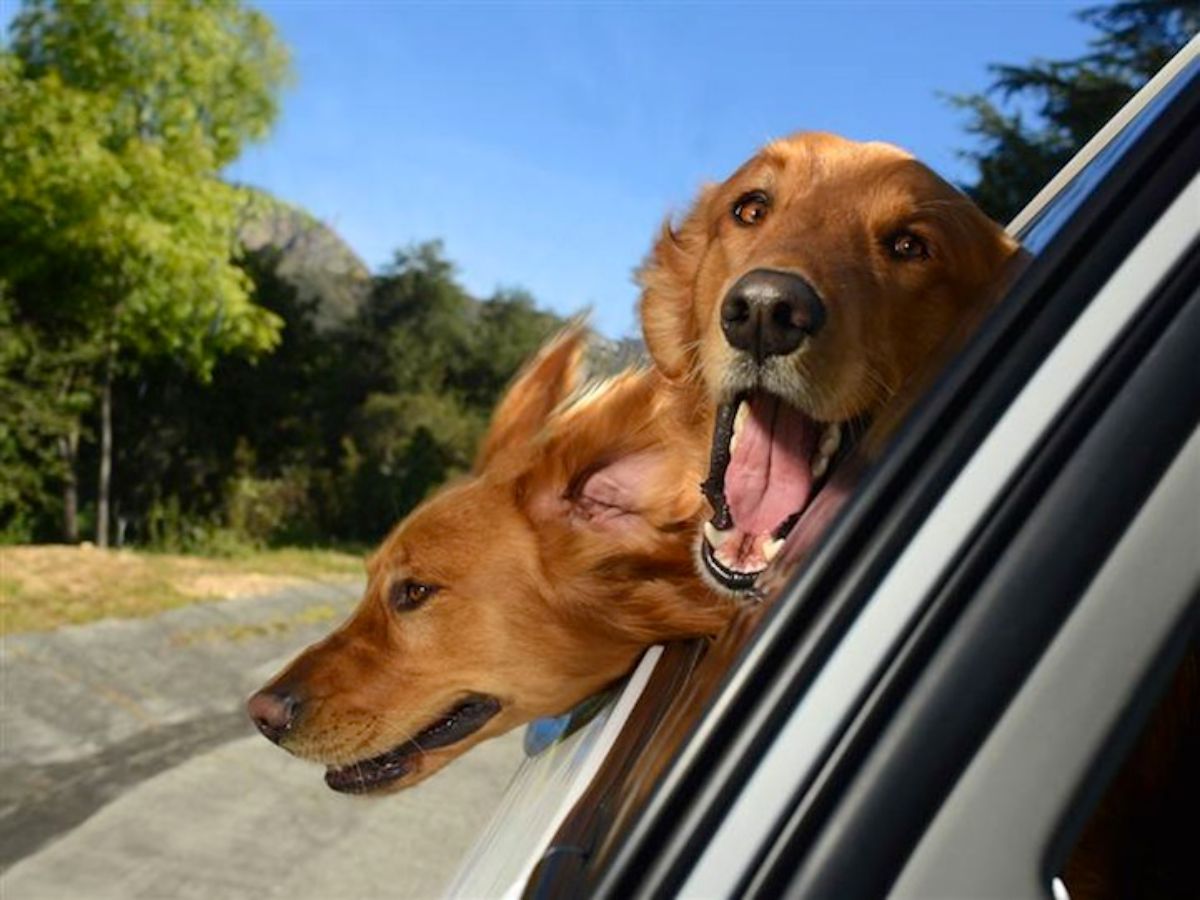 2 golden retrievers with their heads sticking out of a car