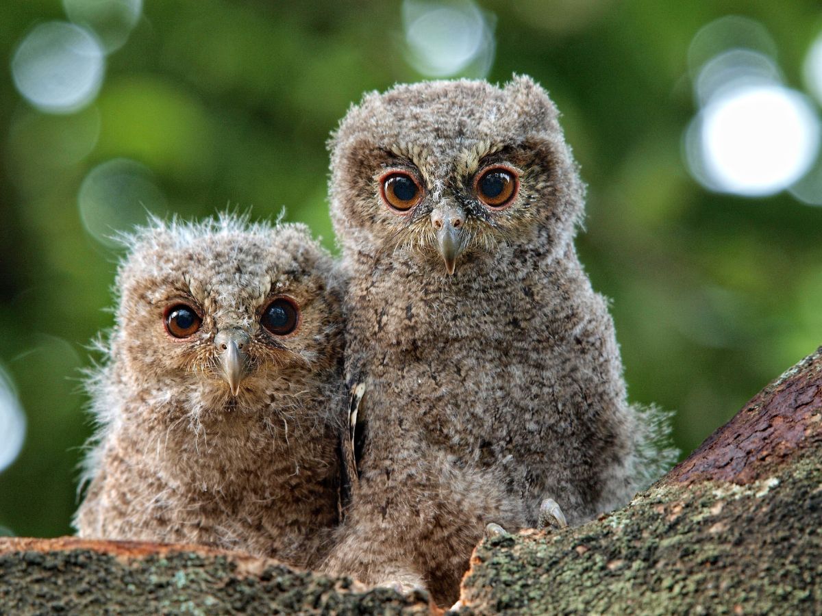 2 grey and white owlets standing on a tree branch