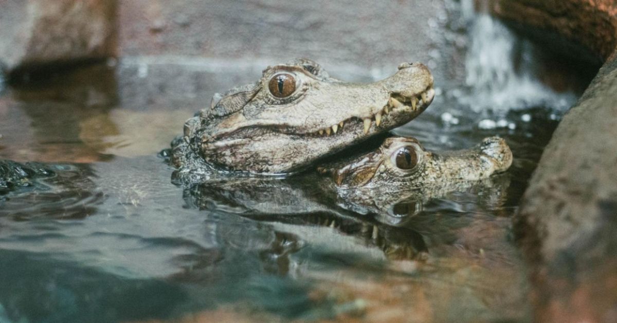 2 grey baby crocodiles in the water with their heads sticking out of the water