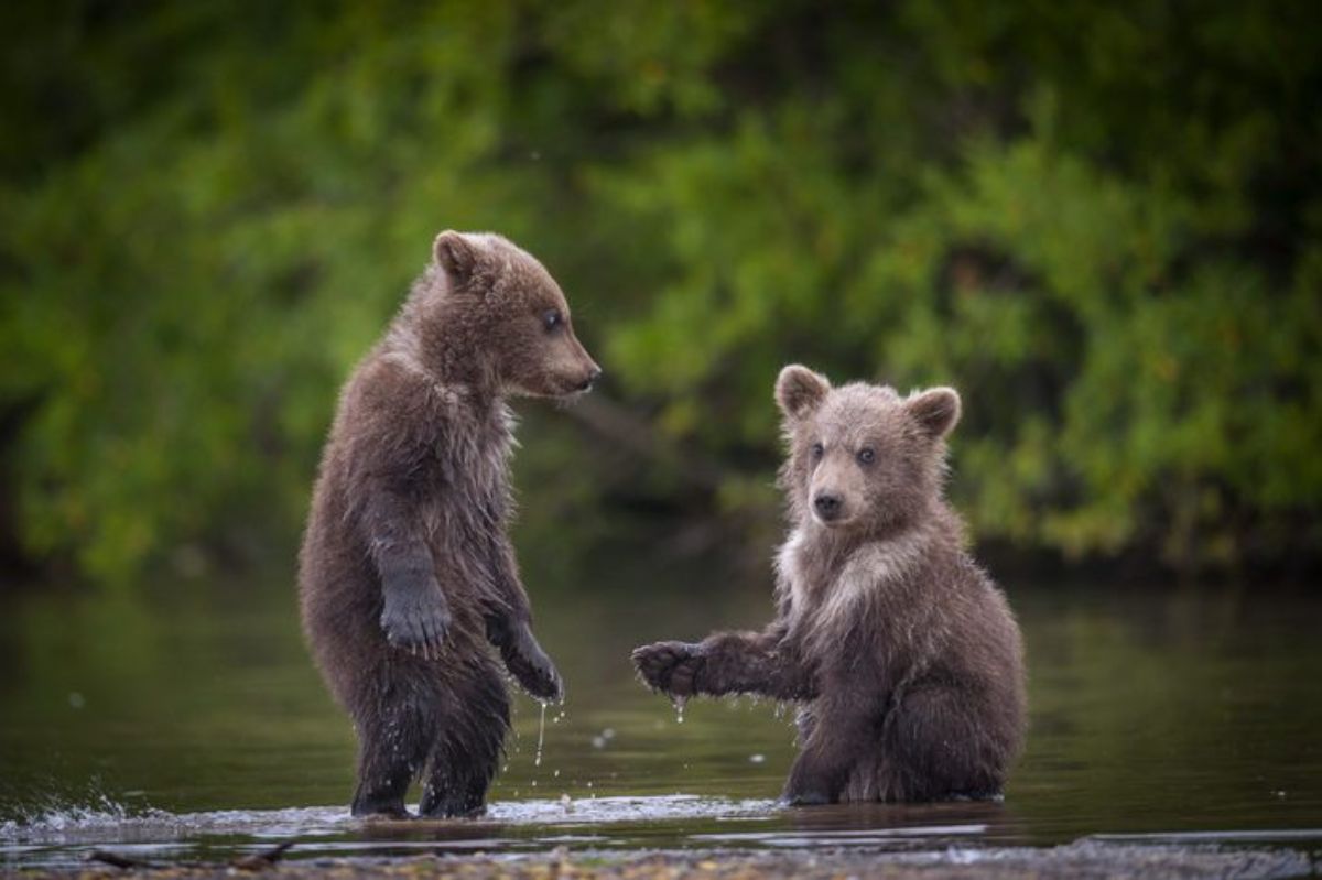 2 grizzly bear cubs playing in a lake
