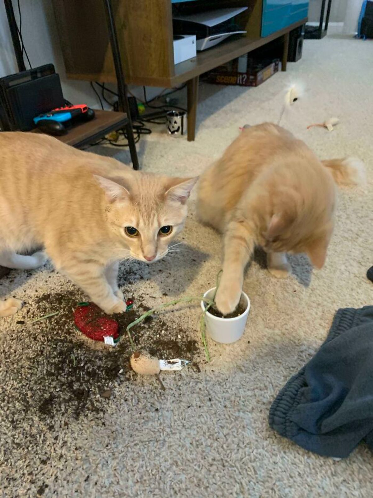 2 orange cats destroying a small potted plant