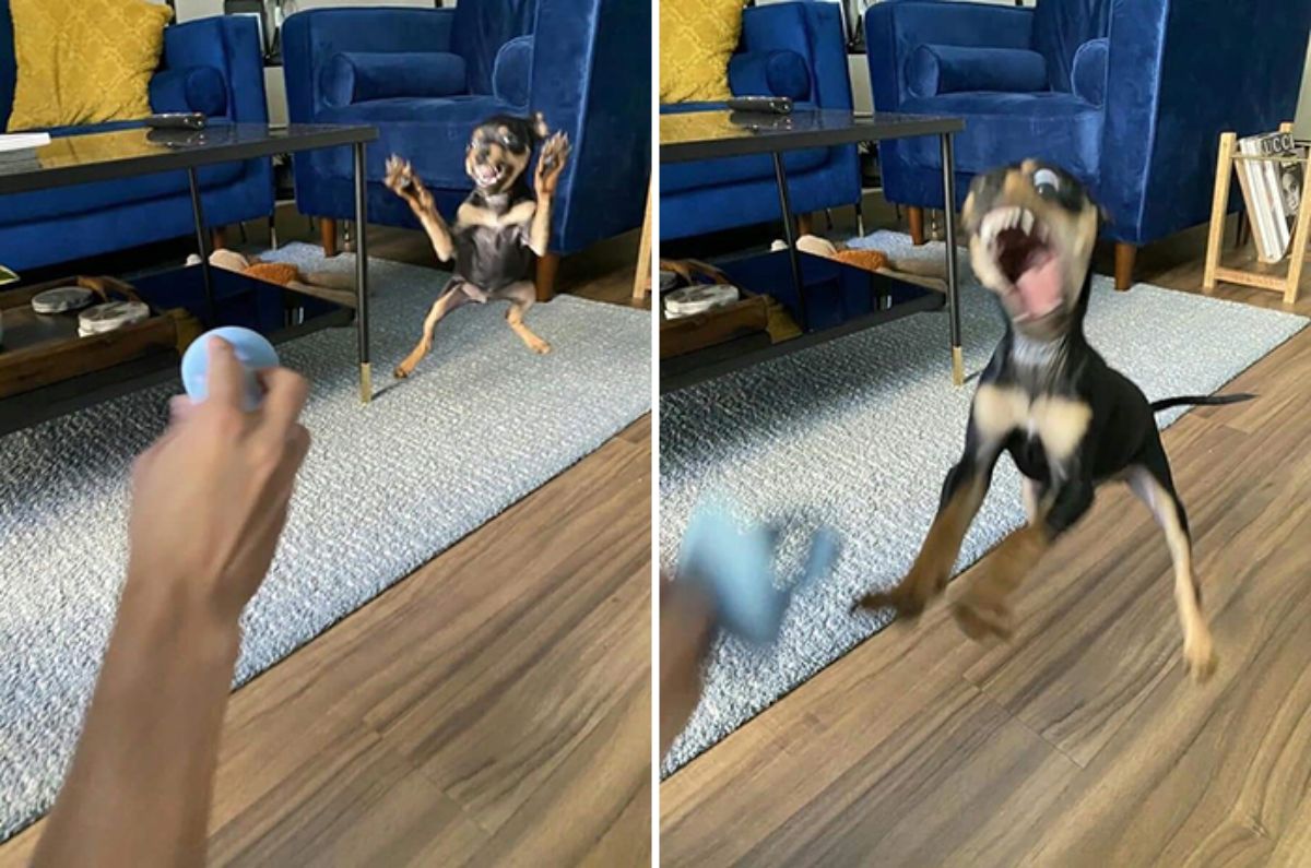 2 photos of a black and brown dog jumping to catch a blue toy