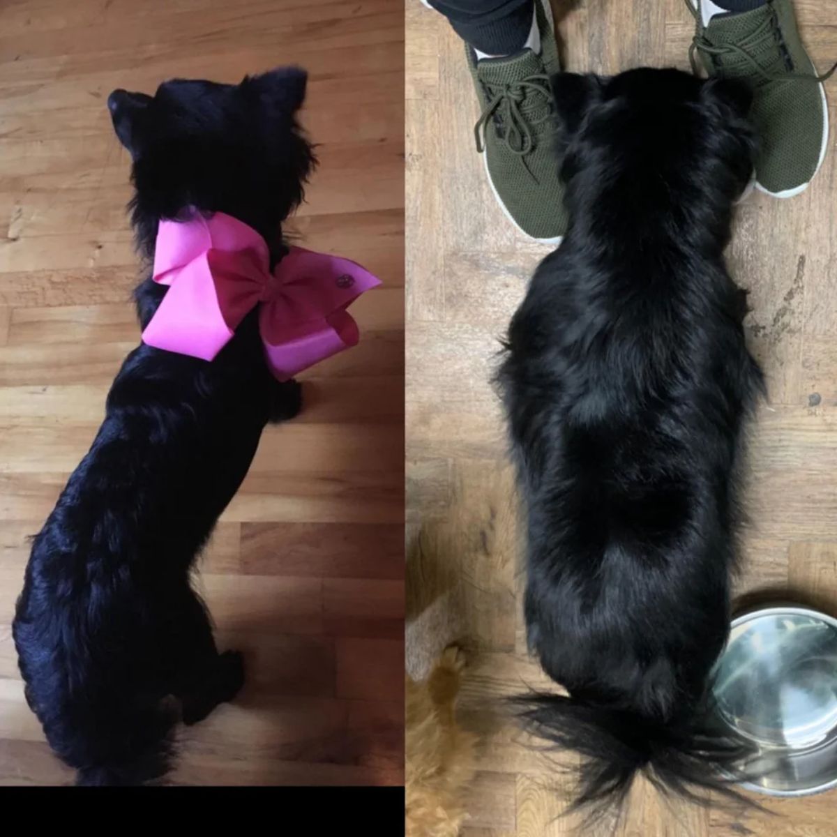 2 photos of a black dog