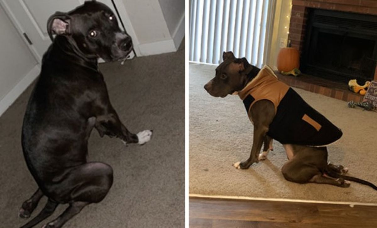 2 photos of a black pitbull sitting up with the back legs bent at the knees and the paws facing backwards