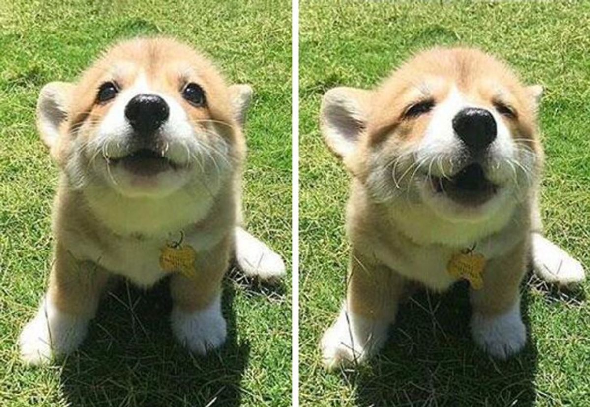 2 photos of a brown and white corgi puppy sitting on grass