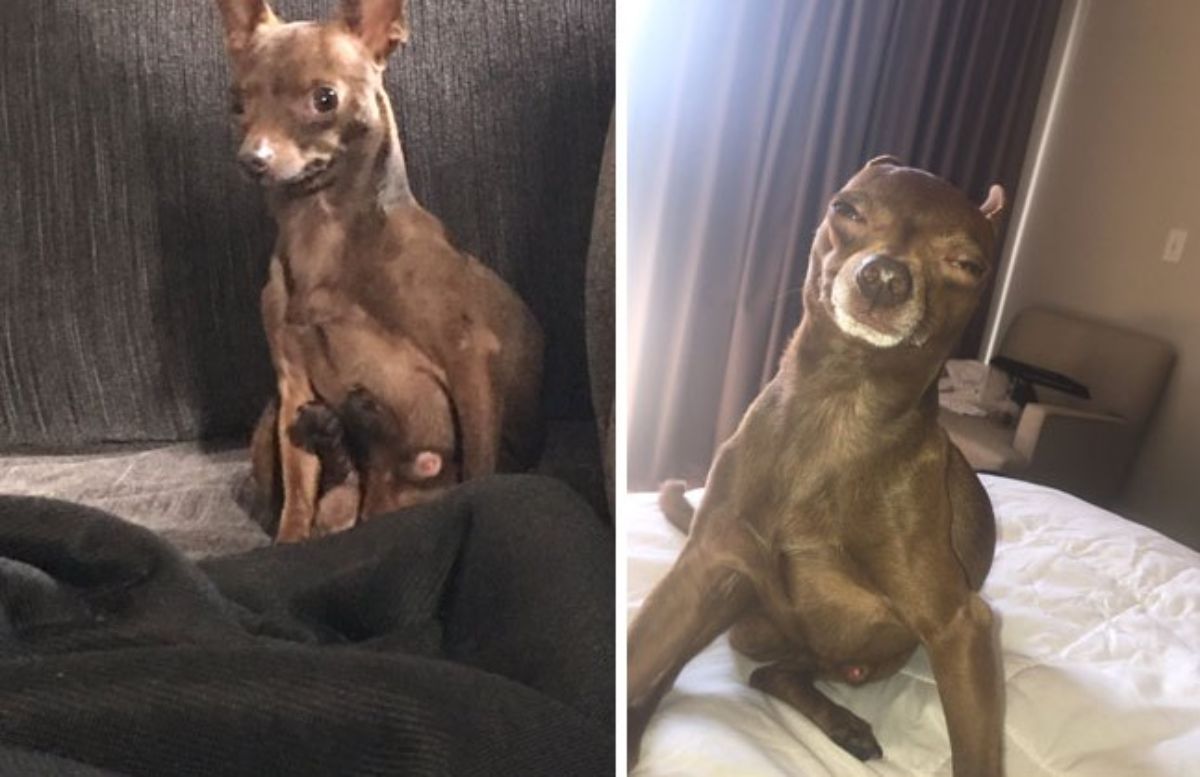 2 photos of a brown chihuahua sitting up with the back legs poking to the front