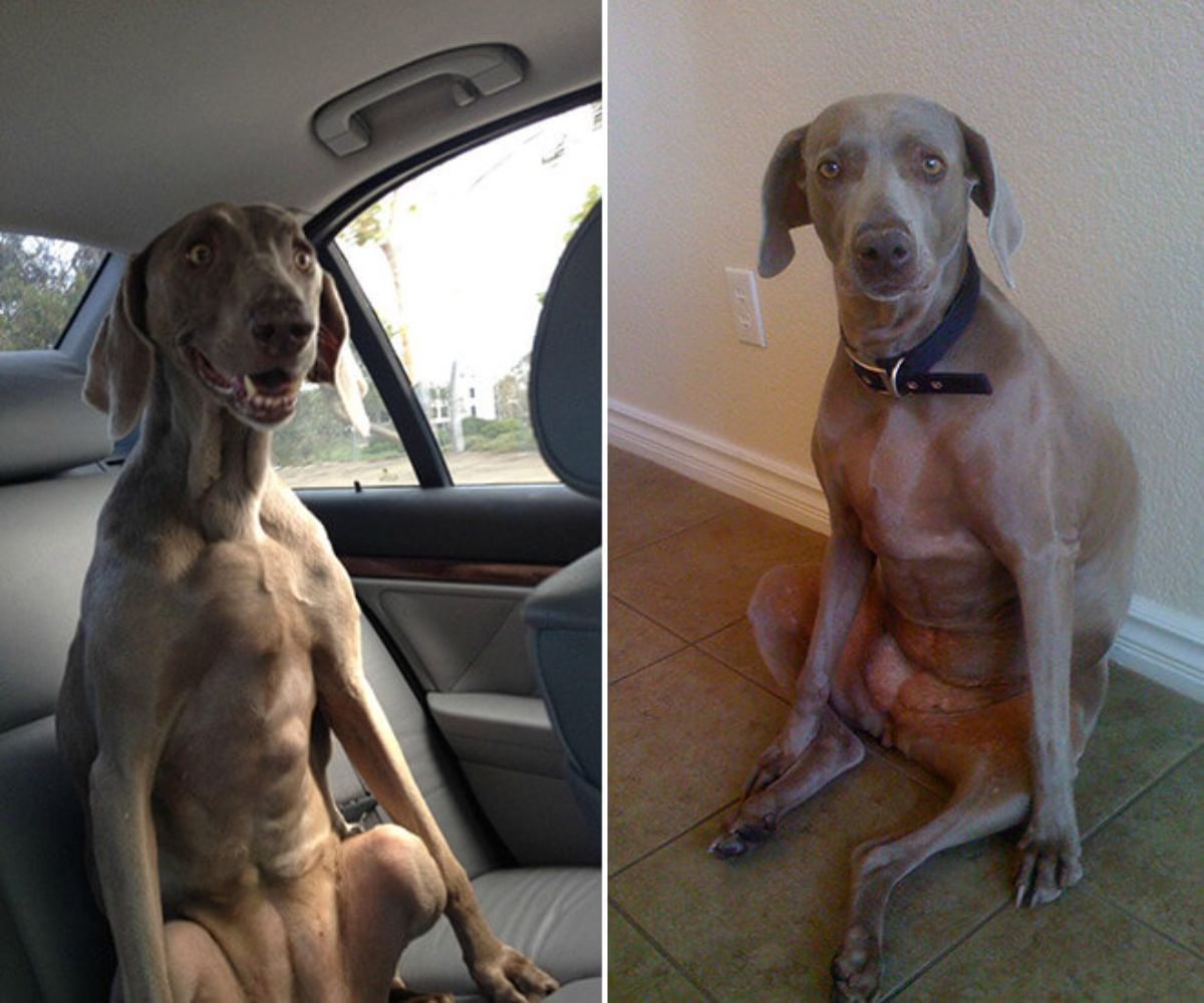 2 photos of a brown dog sitting on its haunches in a car and on the floor