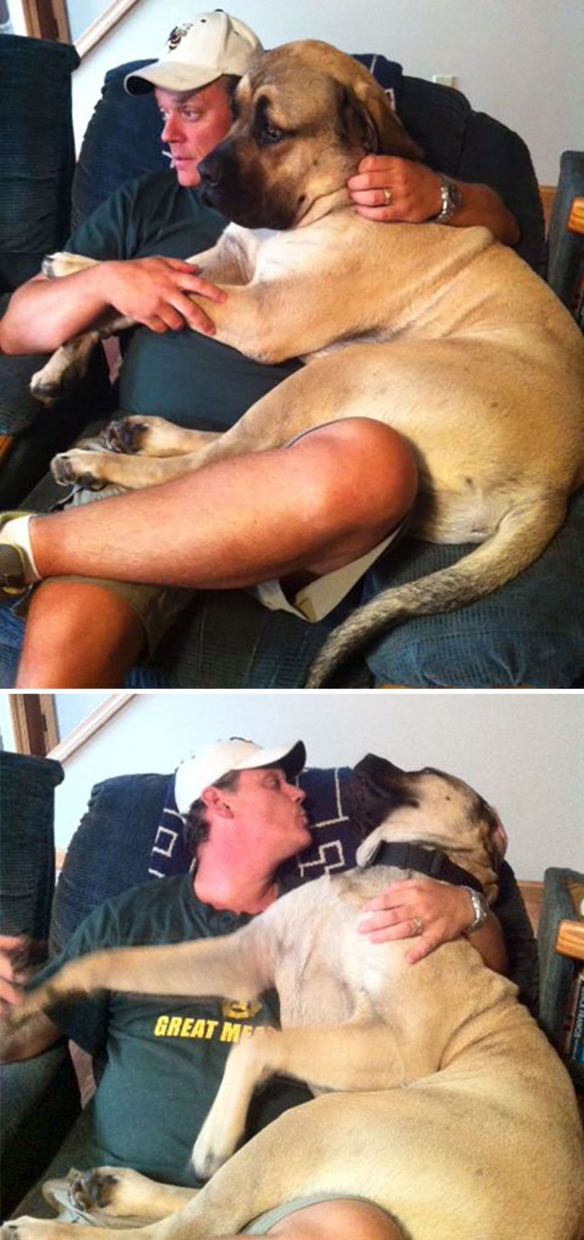 2 photos of a brown mastiff puppy laying on a man and being held