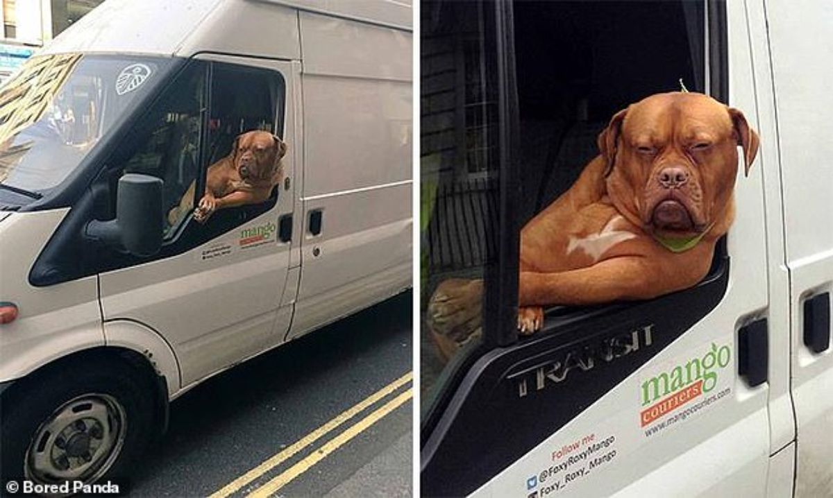 2 photos of a brown mastiff sitting in a driver's seat and leaning out the window of a white truck