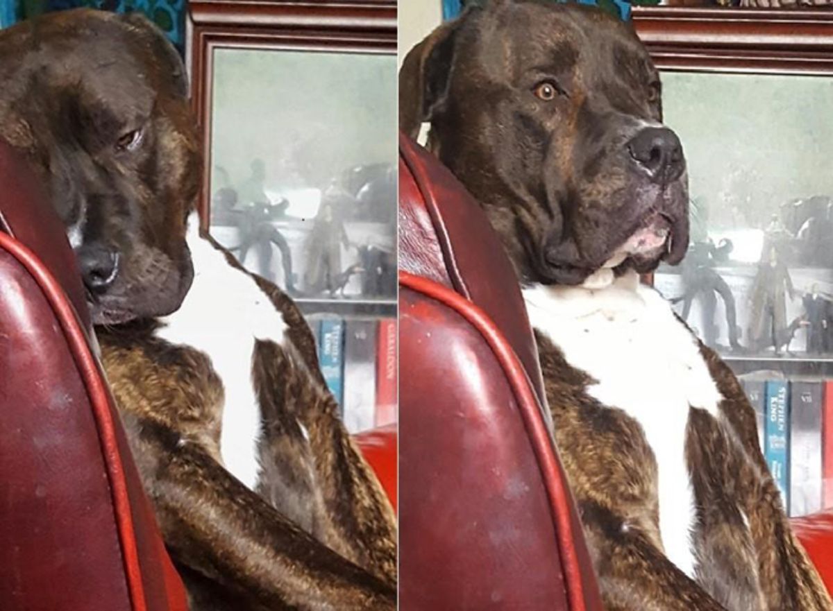 2 photos of a brown white and black brindle dog sitting up on a red sofa and looking startled in the second photo