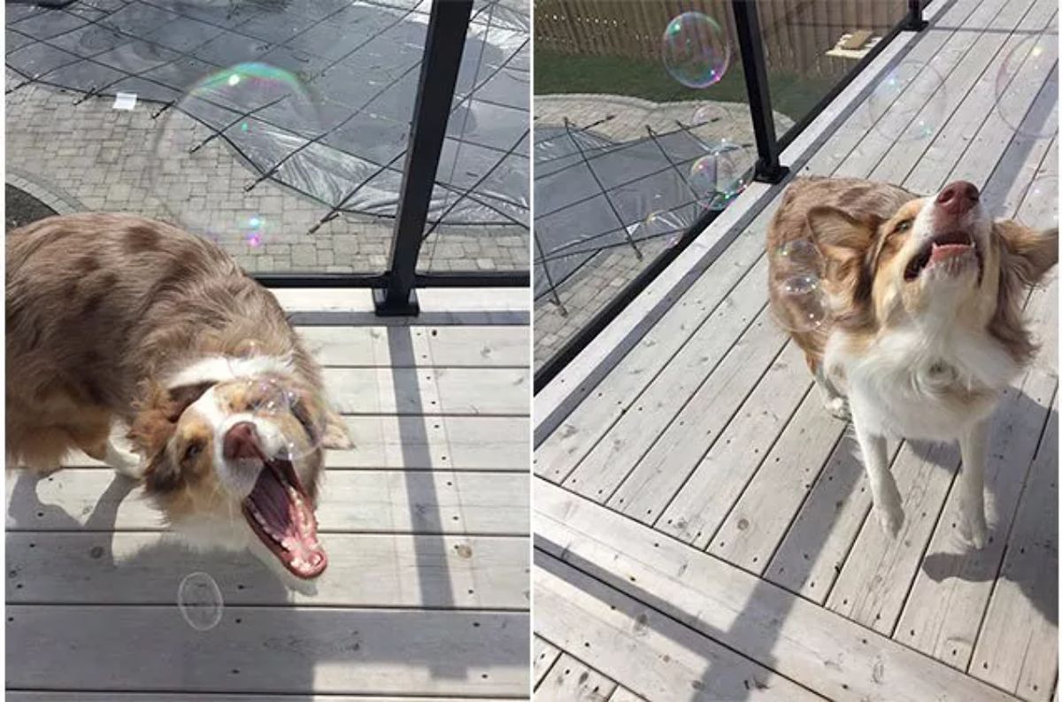 2 photos of a fluffy brown and white dog trying to catch soap bubbles in its mouth
