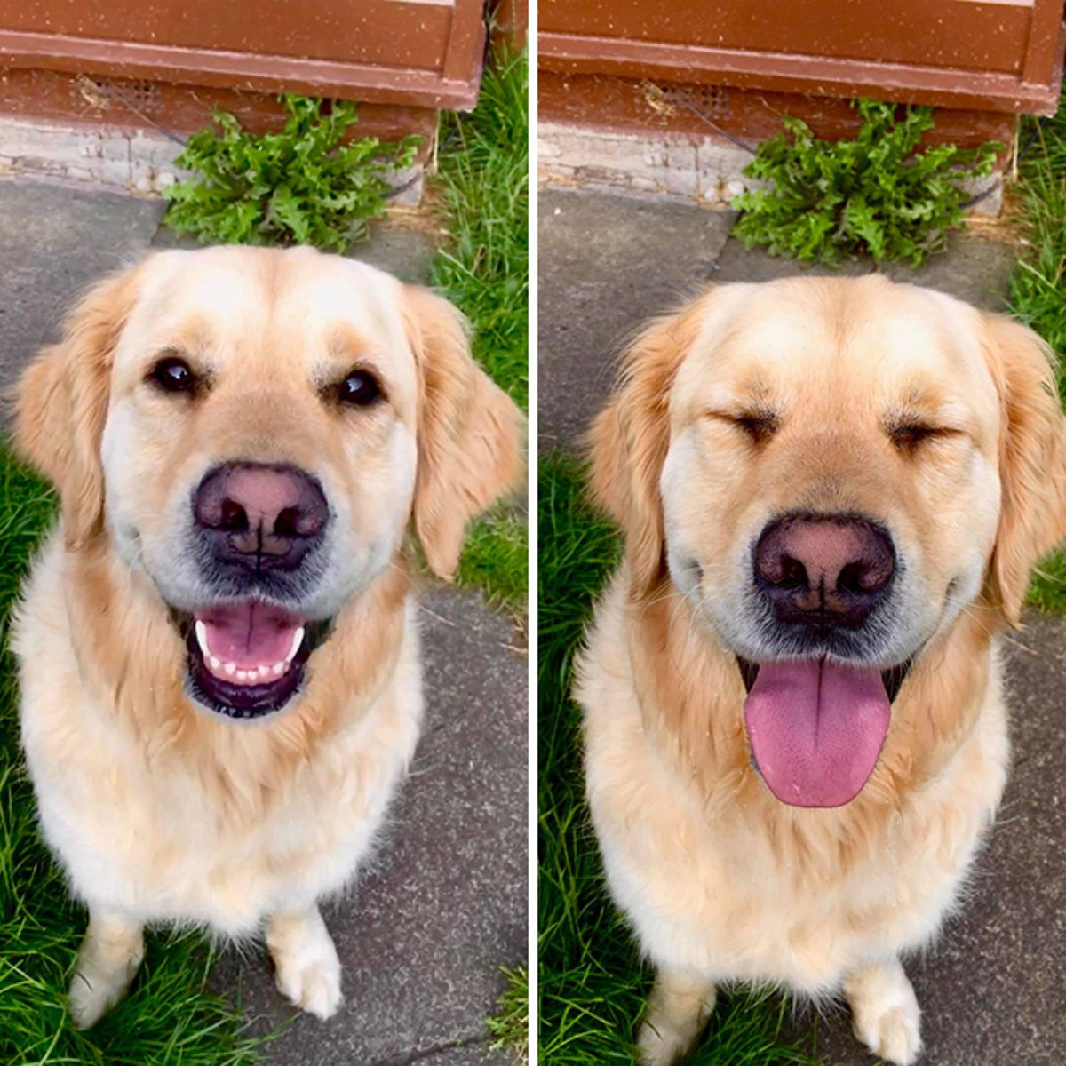 2 photos of a golden retriever sitting on the ground and smiling