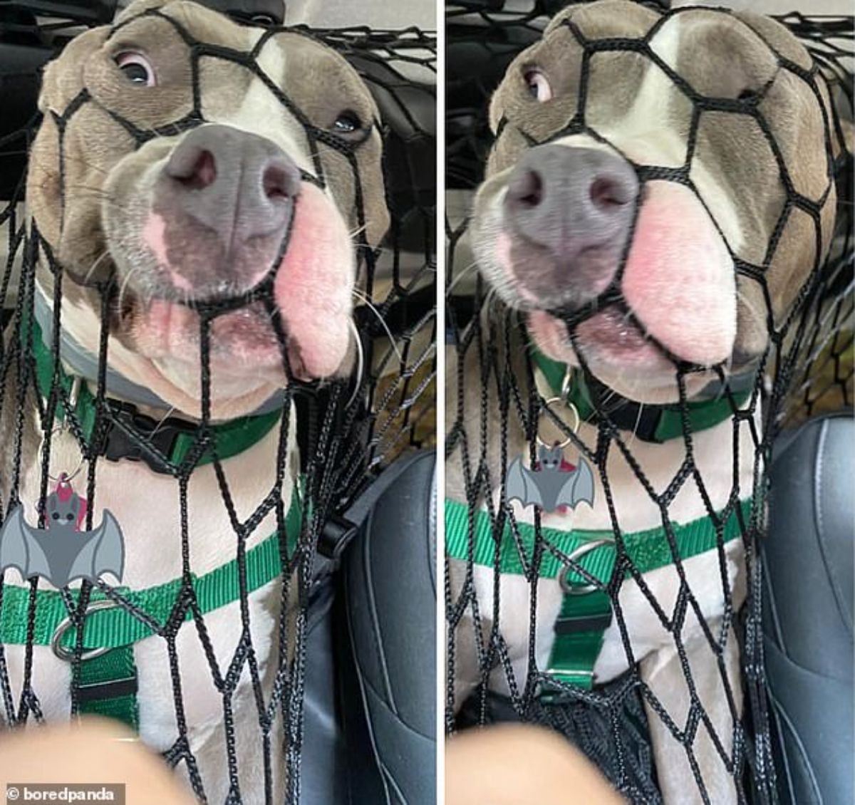 2 photos of a grey and white pitbull pushing its face against a black netting inside a car