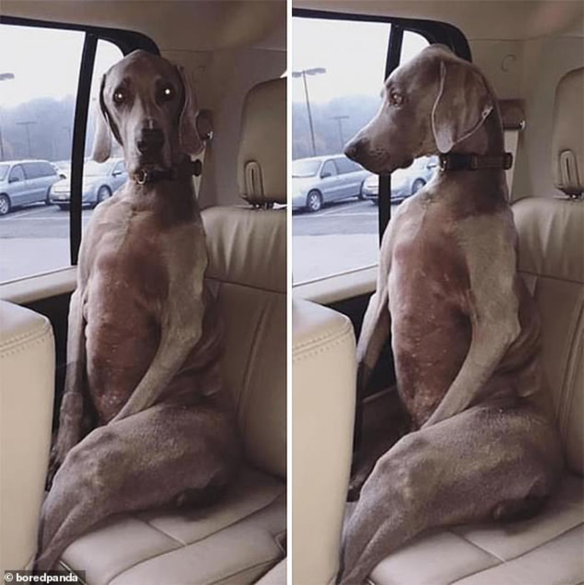 2 photos of a grey great dane sitting up in the backseat of a vehicle