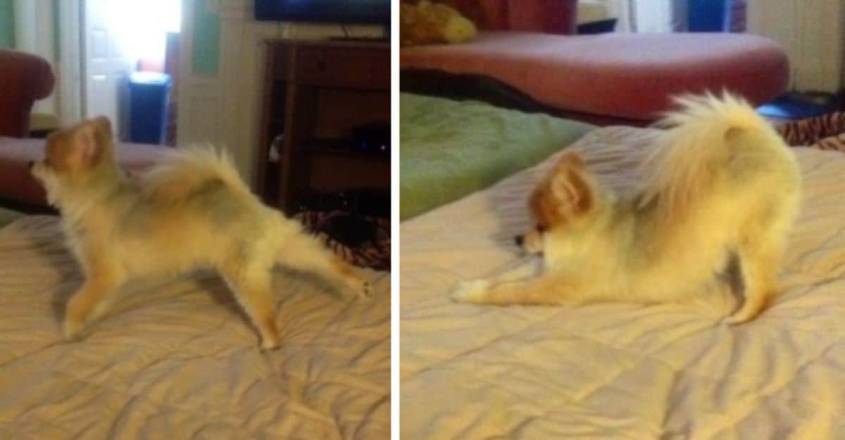 2 photos of a small fluffy brown white and grey dog doing yoga positions on a white bed