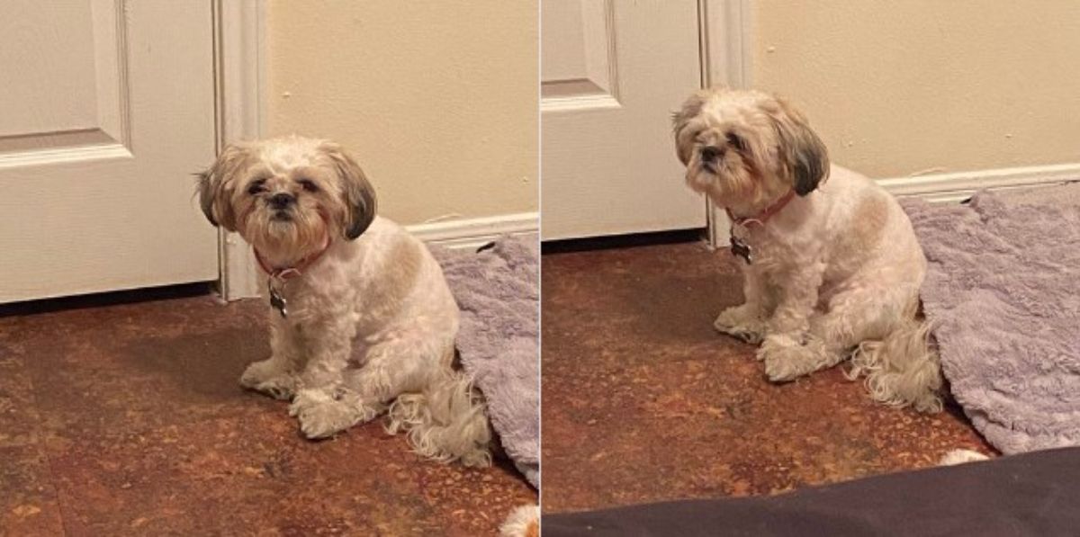 2 photos of a small fluffy white and brown dog sitting on its haunches