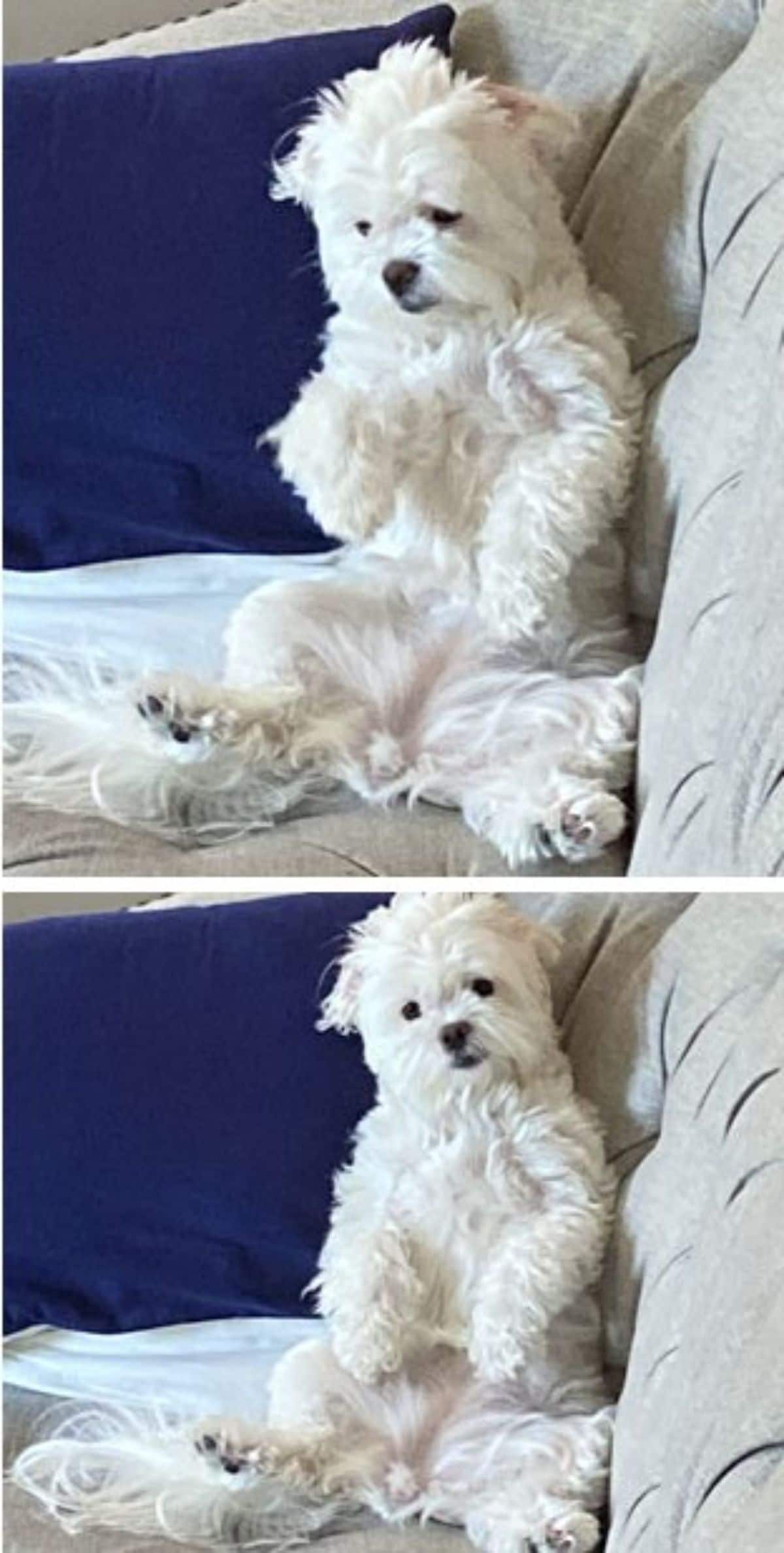 2 photos of a small fluffy white dog on a grye sofa sitting up on its haunches