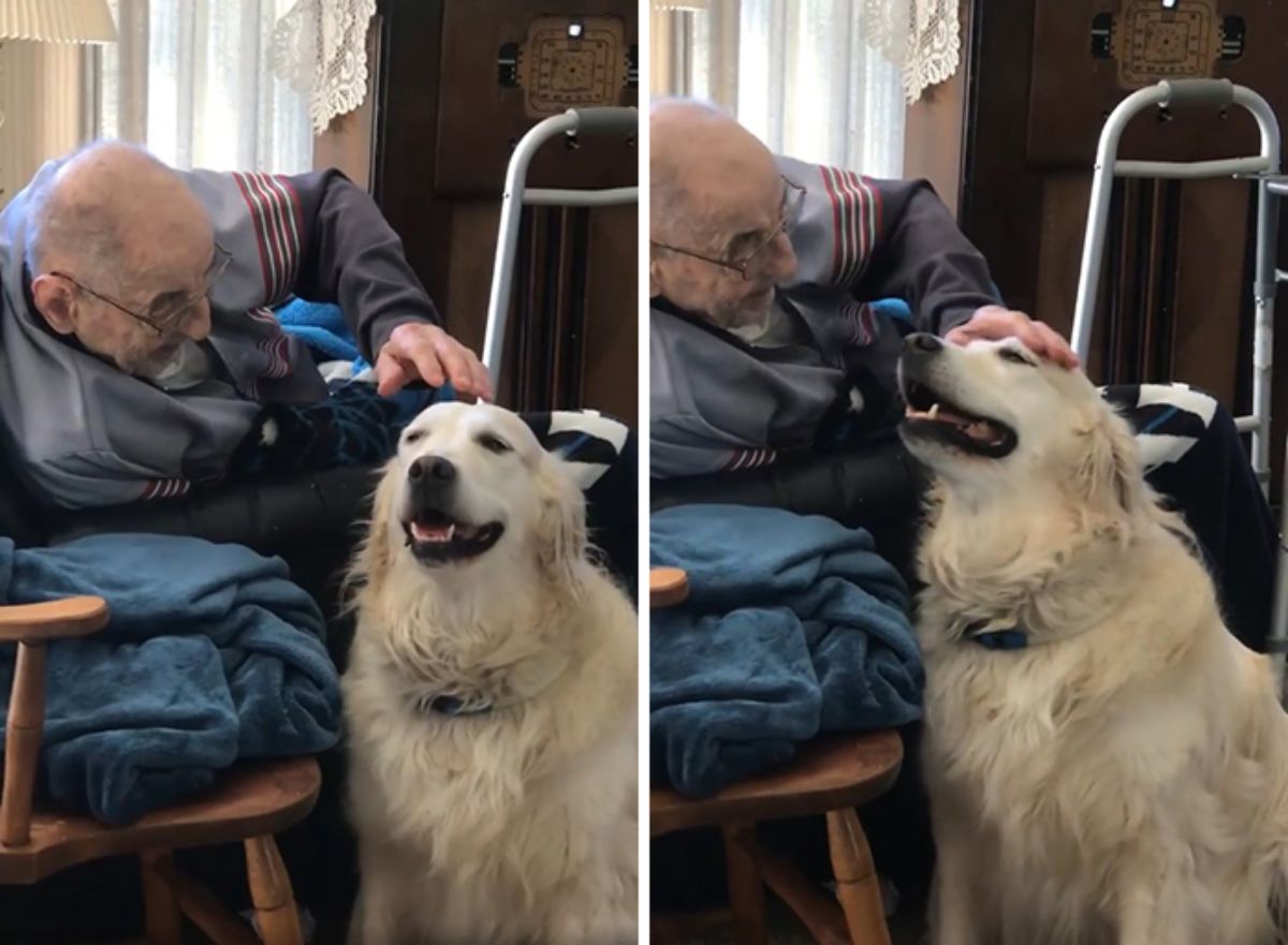 2 photos of a smiling golden retriever getting petted by an old man