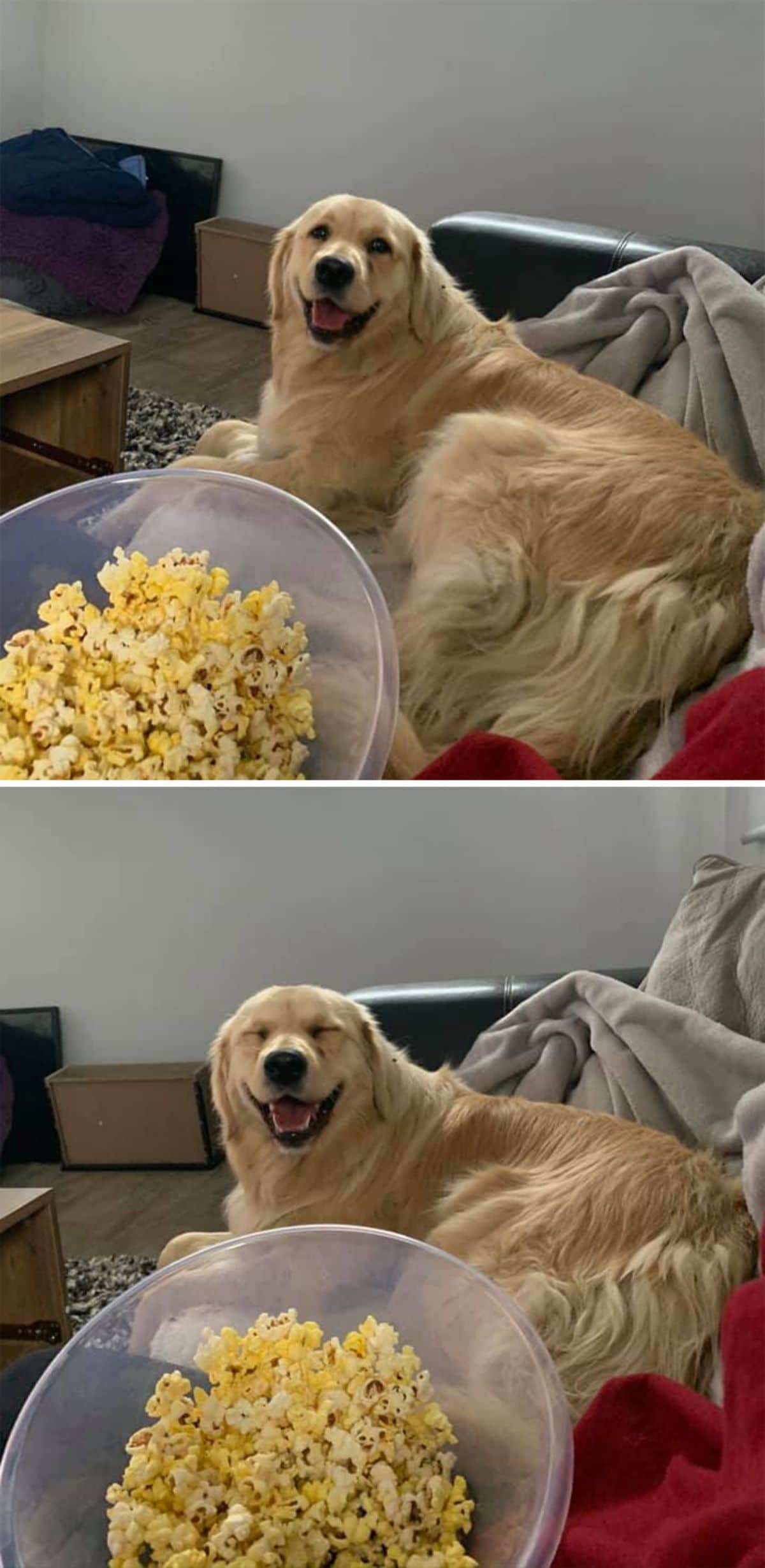2 photos of a smiling golden retriever laying on a sofa with a bowl of popcorn on the side