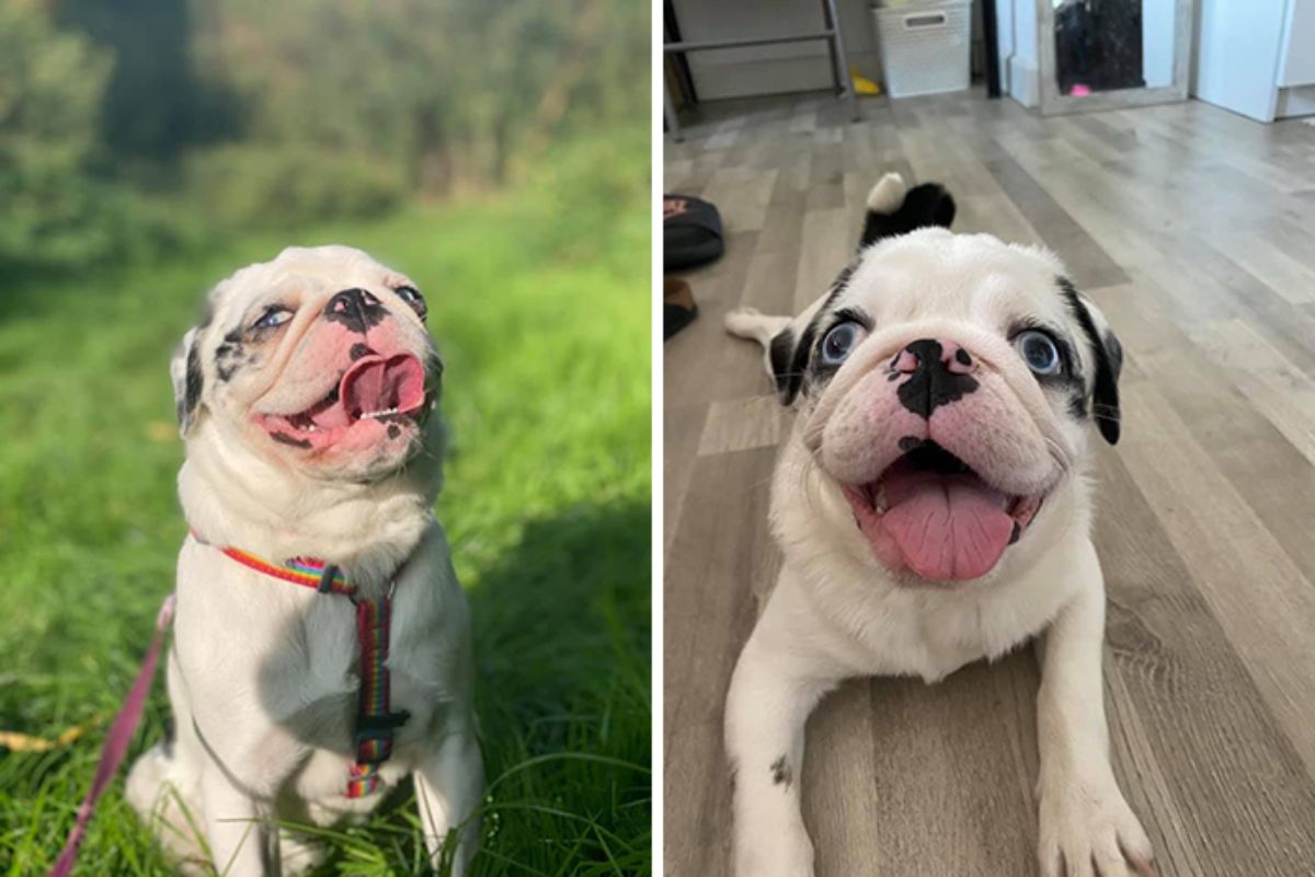 2 photos of a smiling white and black old english bulldog puppy