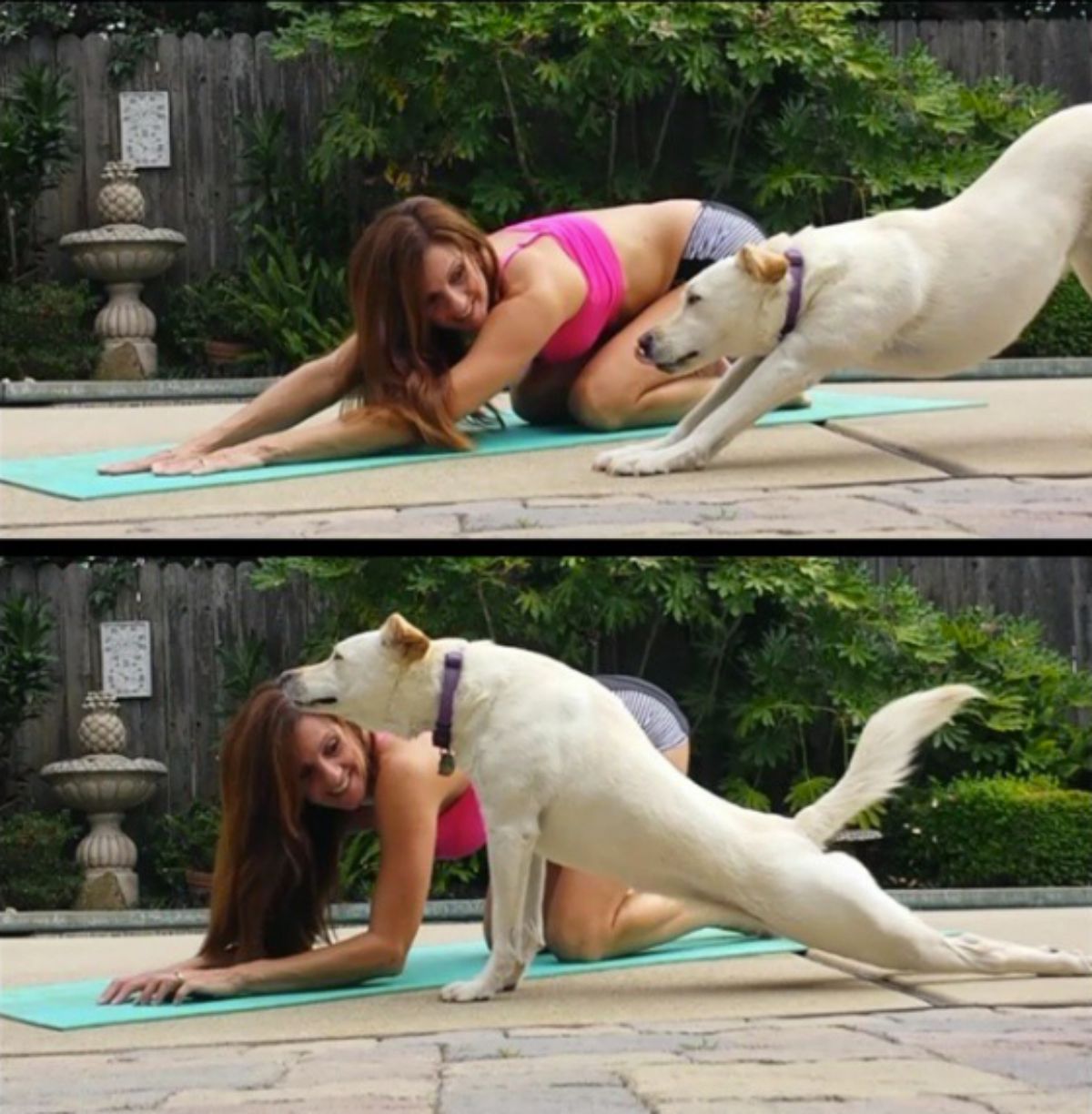 2 photos of a white dog doing downward and upward yoga poses next to a woman