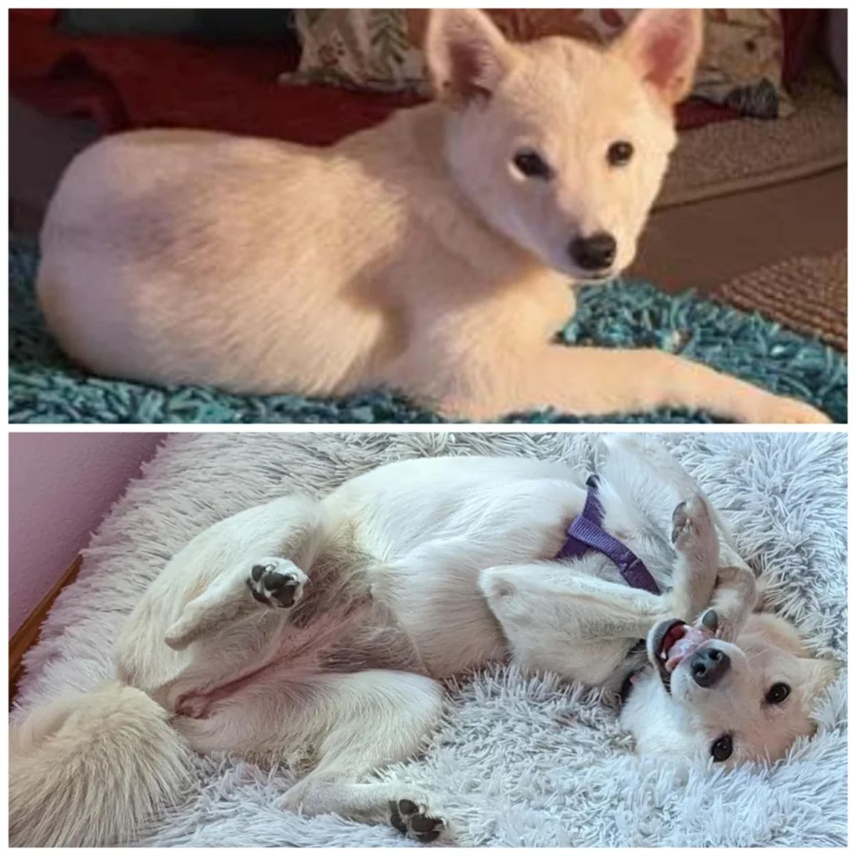 2 photos of a white dog laying down