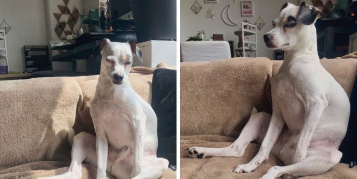 2 photos of a white dog sitting on its haunches and sleeping