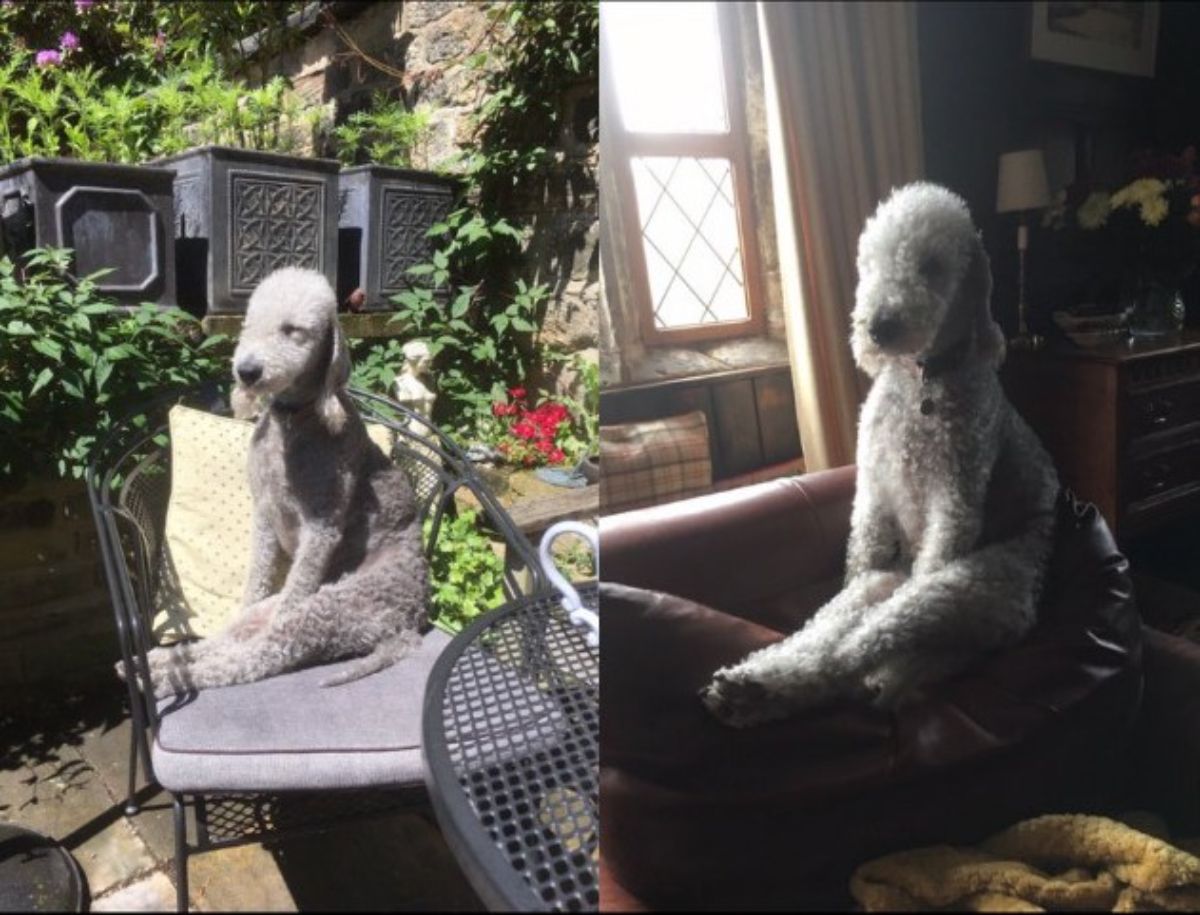 2 photos of a white poodle sitting on its haunches