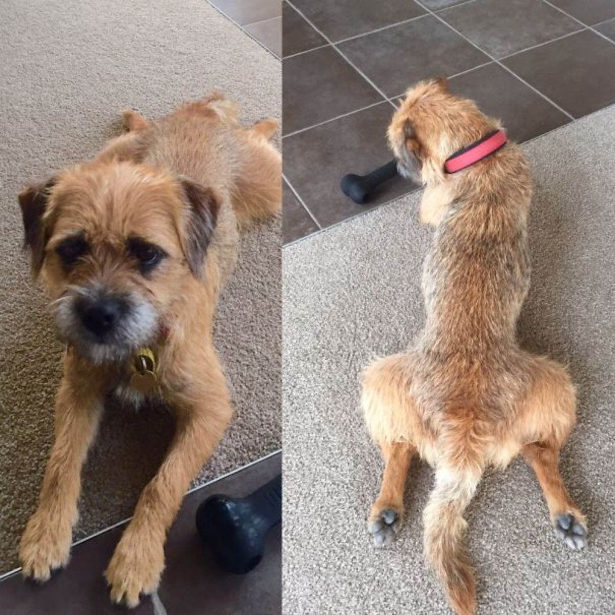 2 photos of a wiry haired brown and white dog doing a frog yoga pose