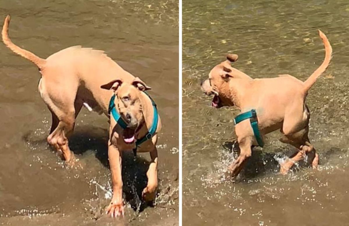 2 photos of panoramic fail of brown dog in a river with a squished up face in the first photo and a small square body in the second photo