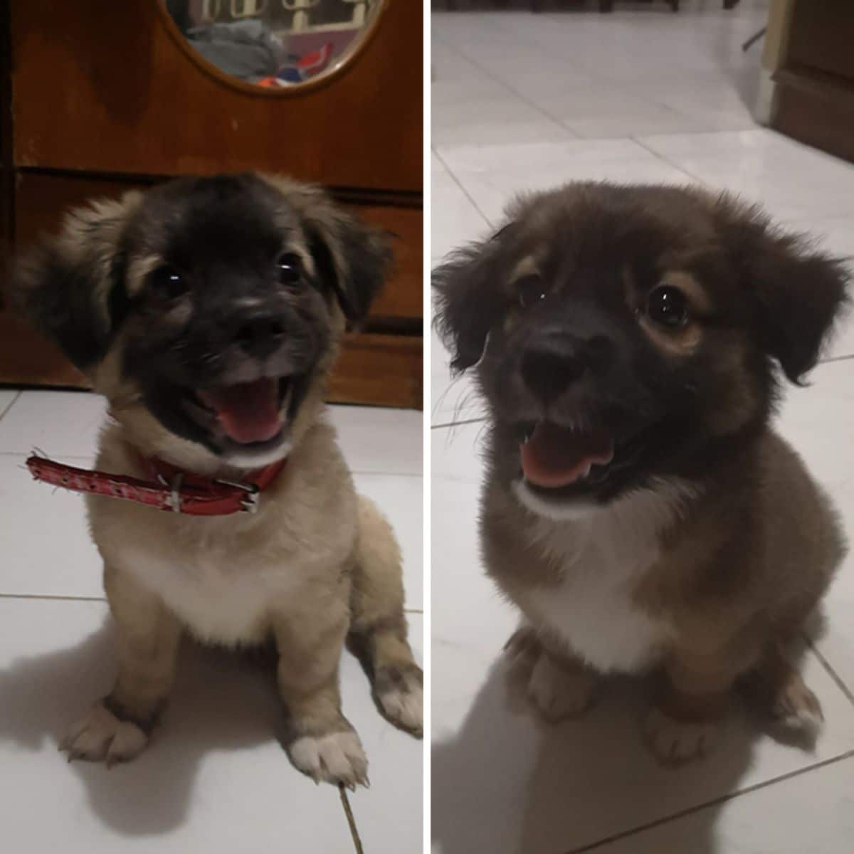 2 photos of smiling brown black and white puppies