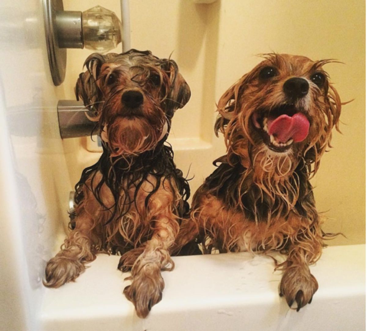 2 wet black and brown dog in a bathtub