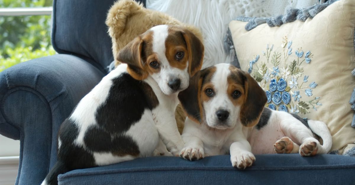 2 white brown and black beagle puppies on a green sofa together