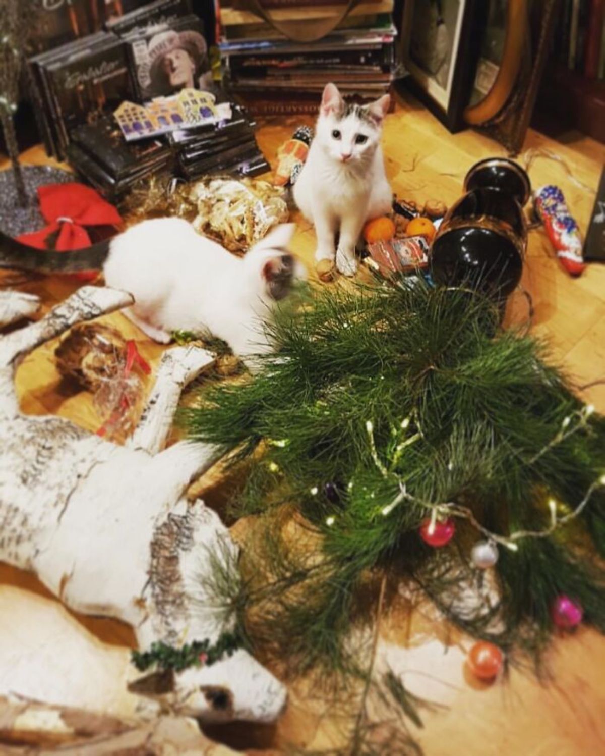 2 white cats sitting among destroyed christmas decorations
