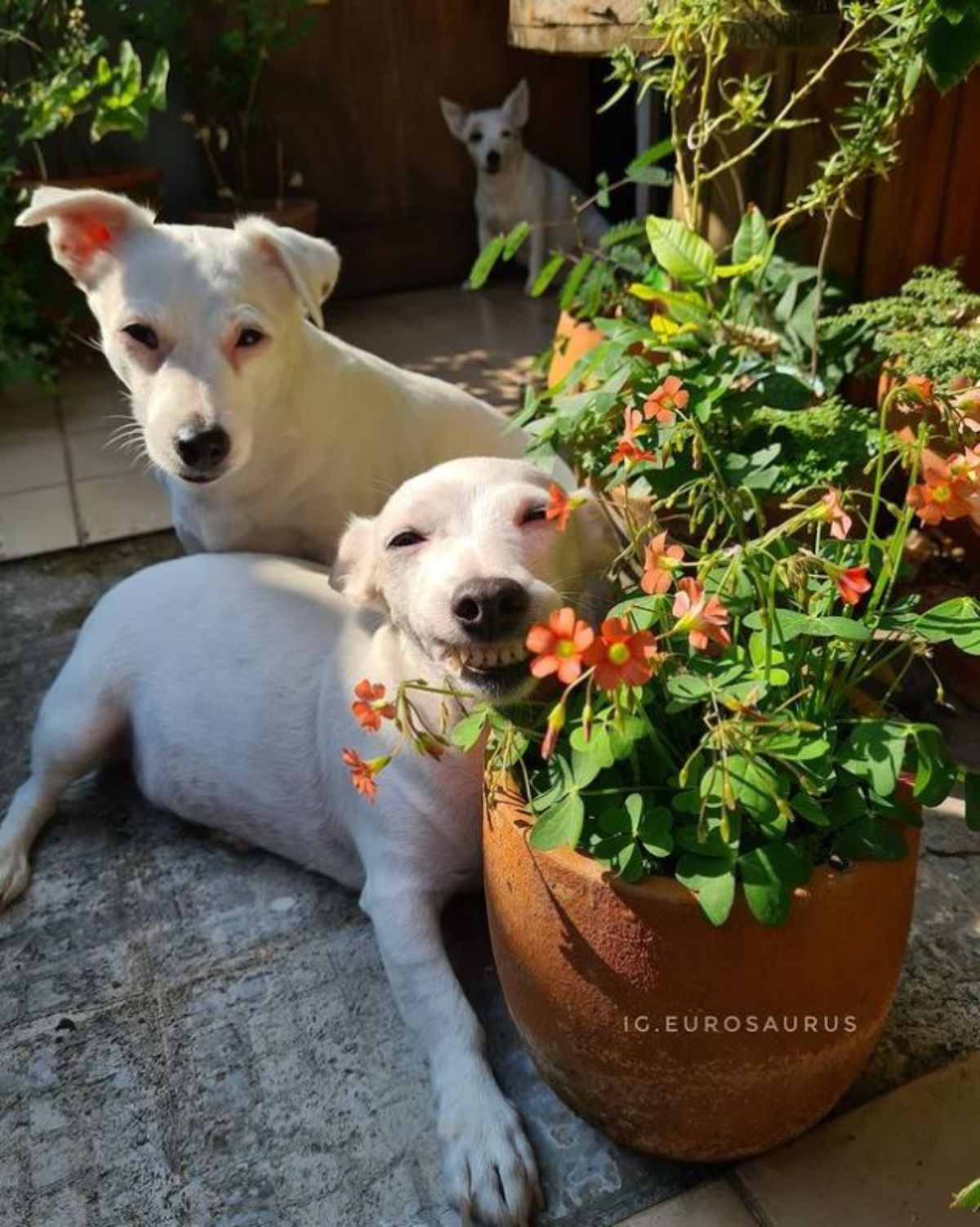 2 white dogs posing next to a flower pot
