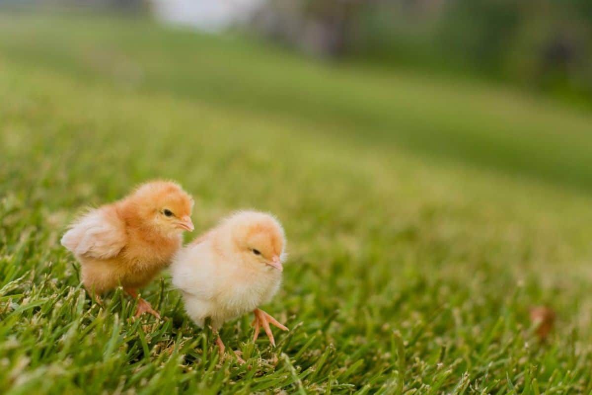 2 yellow baby chicks on grass