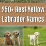 250+ Best Yellow Labrador Names pinterest poster.