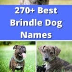270+ Best Brindle Dog Names pinterest poster.