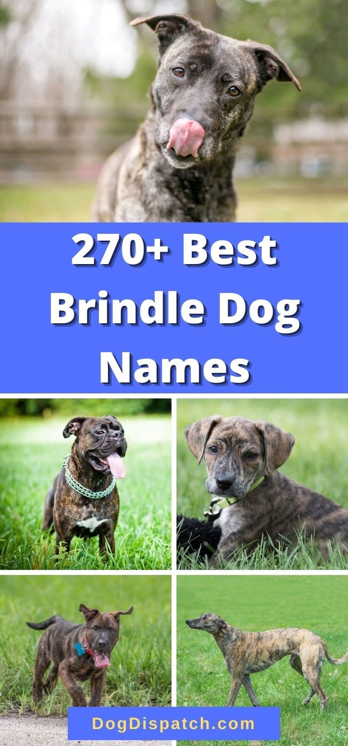 270+ Best Brindle Dog Names (2022 Updated) - Dog Dispatch