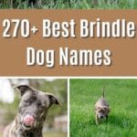 270+ Best Brindle Dog Names pinterest poster.
